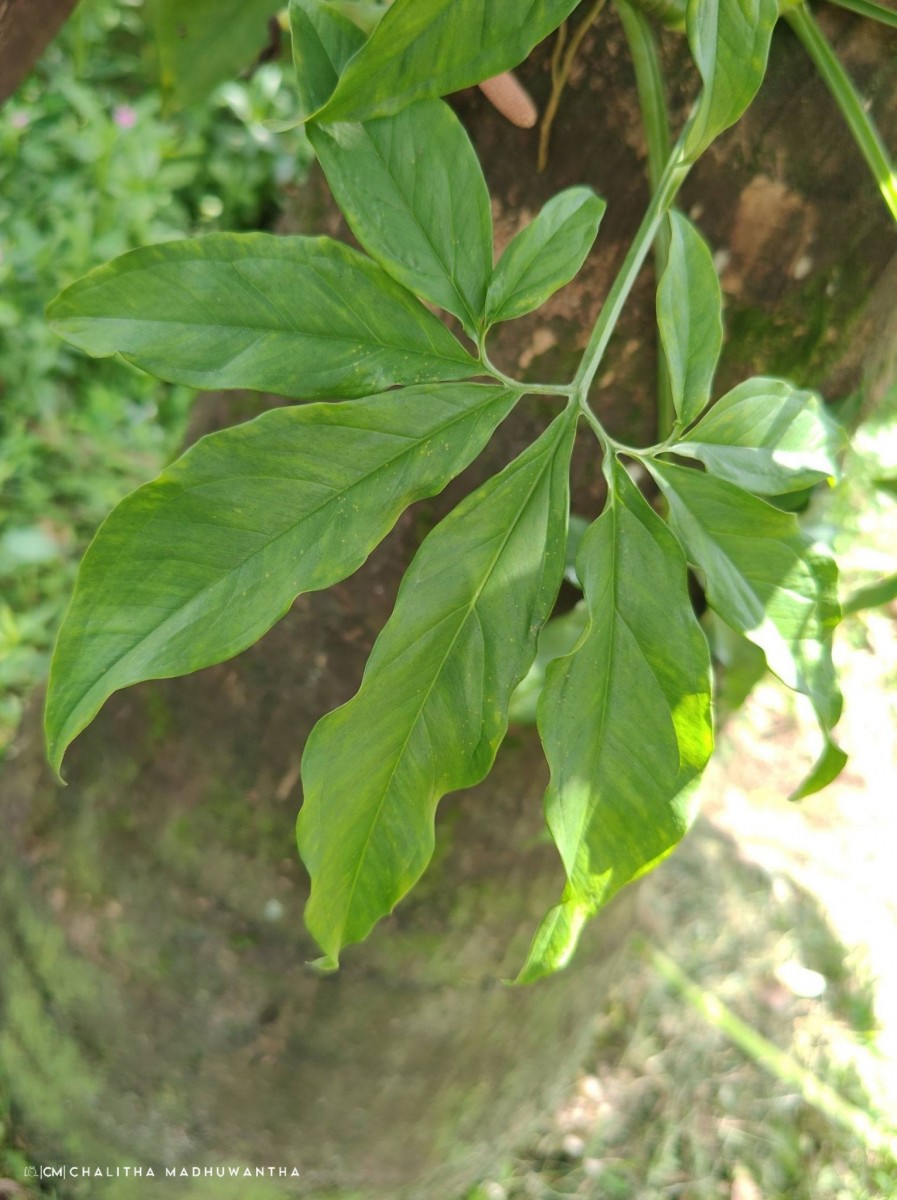 Syngonium angustatum Schott